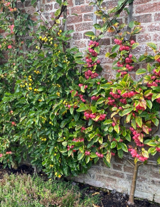 Espaliered Fruit