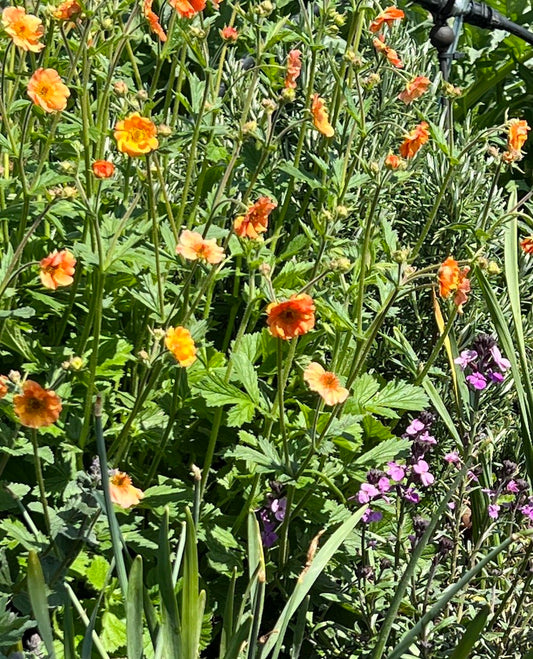 Geum ‘Totally Tangerine’