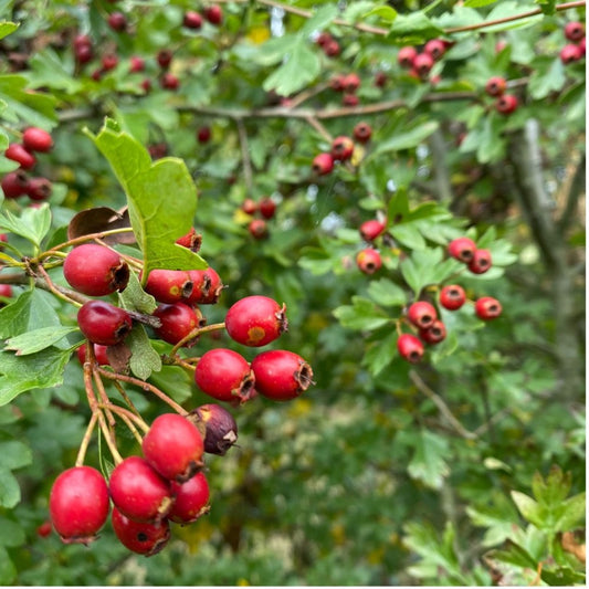 5 of the best… British hedging plants