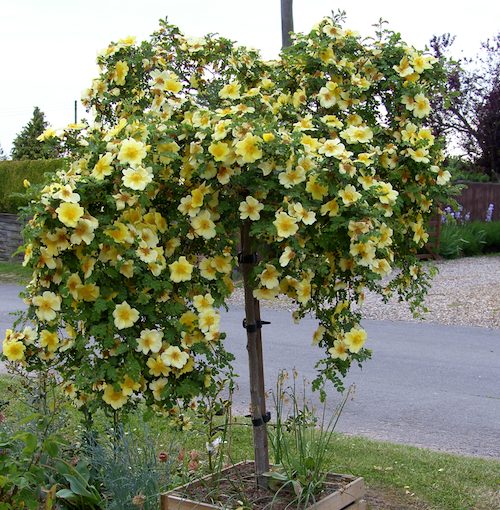 Canary Bird