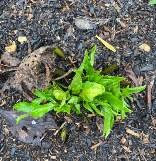 Helleborus hybridus emerges from the winter border