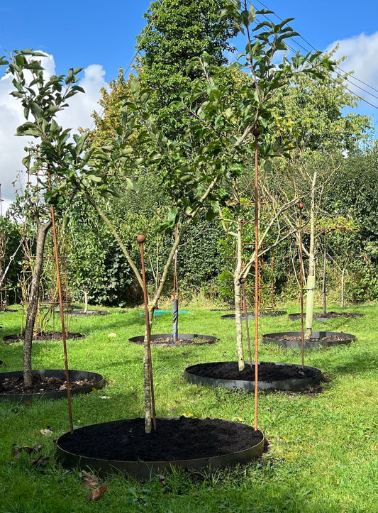 Edging rings which can be fabricated either welded or open (to be put around established trees)