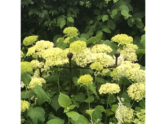 5 of the best … shrubs for structure and height in the border