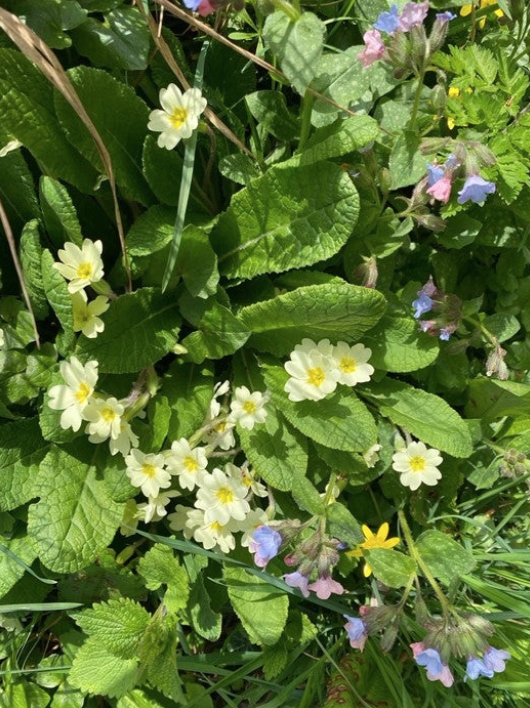 Pale wild primroses