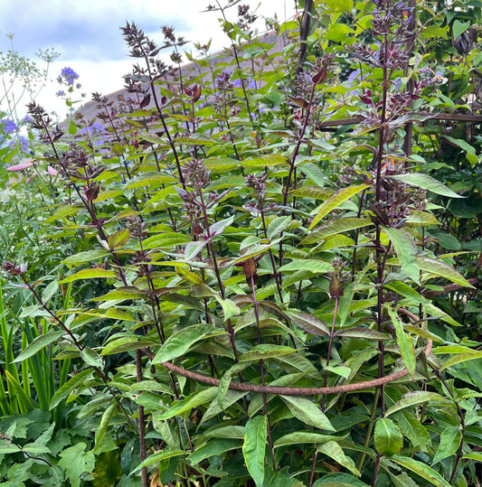 Jobs in the garden…
