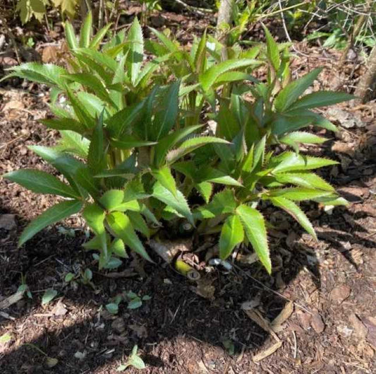 Self sown seedling