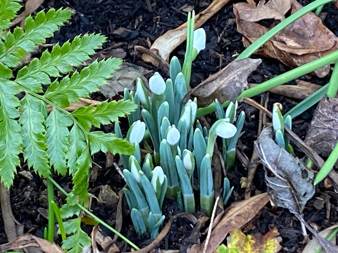 snowdrops