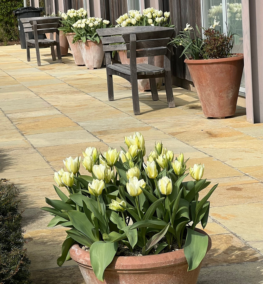 Tulip ‘Exotic Emperor’ in pots
