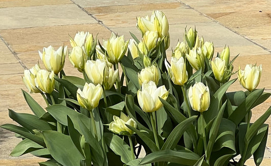 Planning Ahead for Spring