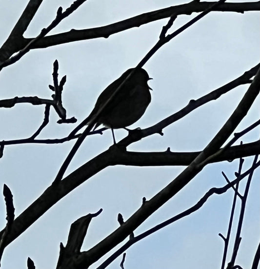 A young robin sings