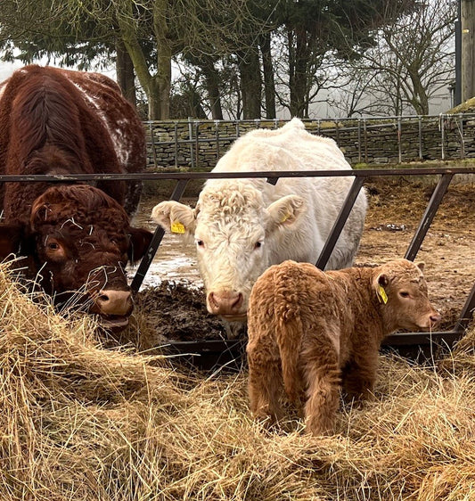 New life - a sure sign of spring!