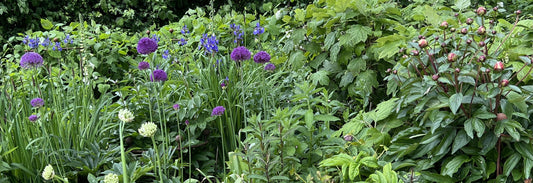 Plants being support in country garden