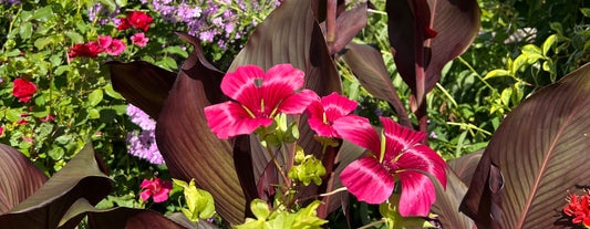 Enhancing your Summer Containers with Repeat-flowering Plants