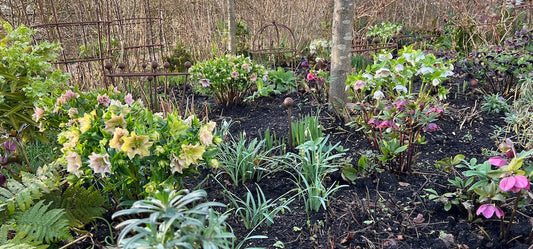 Plants thriving in a shaded bed