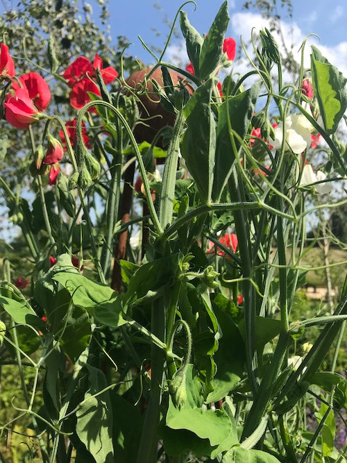 Red Sweet Peas in an English Country garden