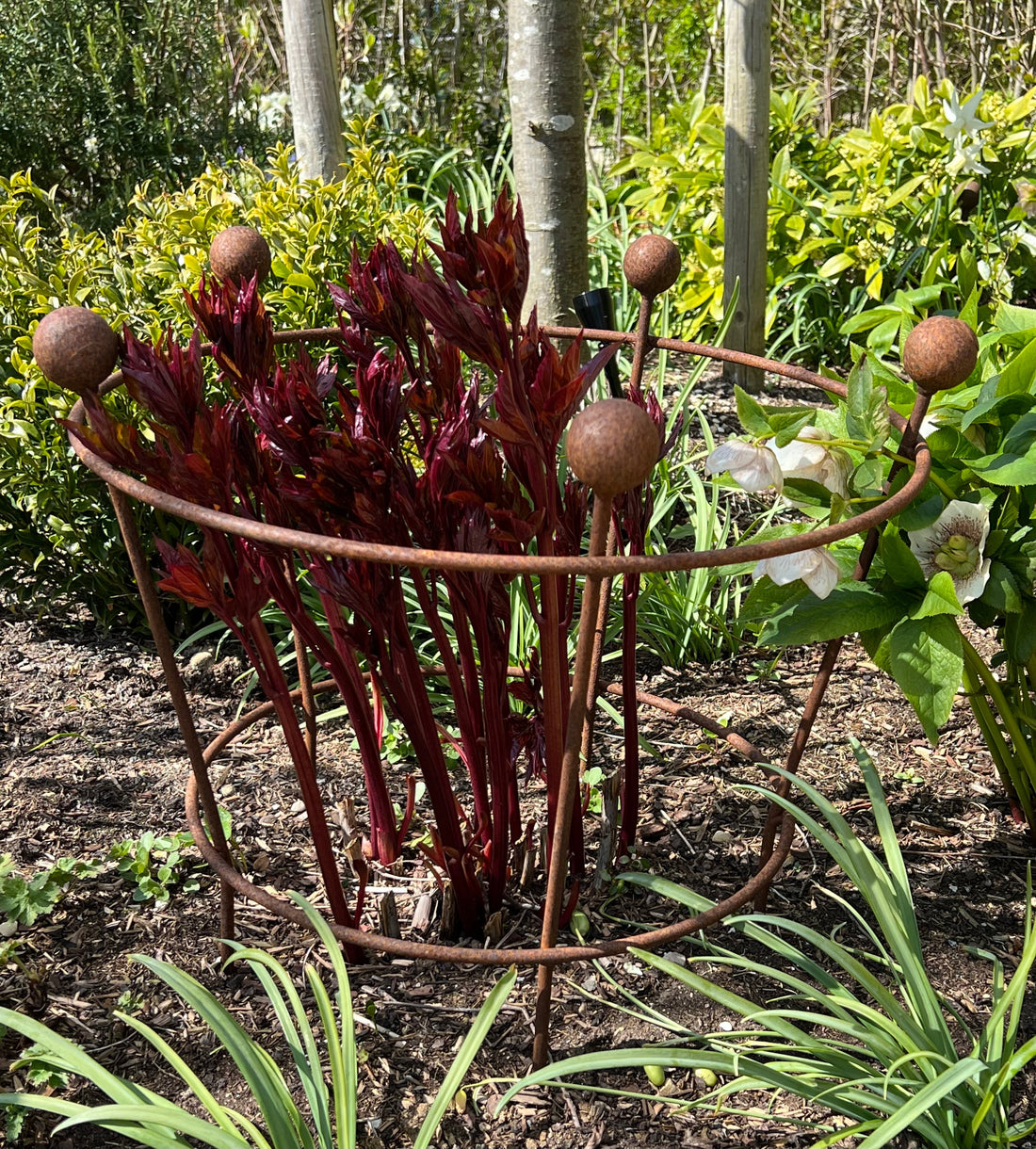 A peony support is essential for blooming healthy peonies.