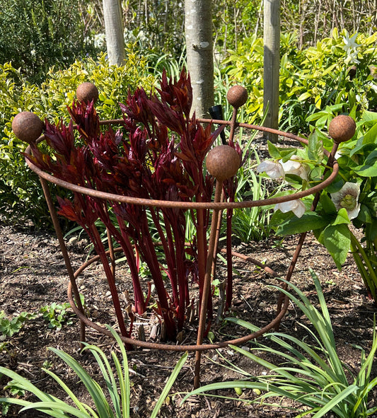 A peony support is essential for blooming healthy peonies.