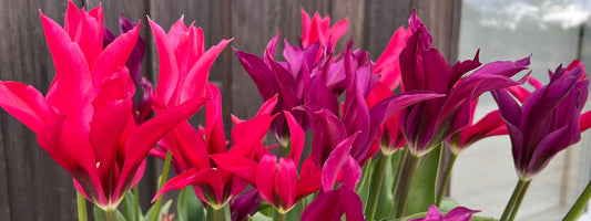 Bright pink and purple open tulips