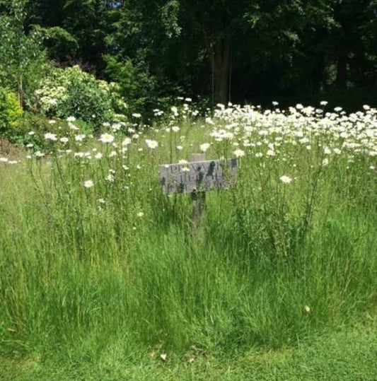 tiny wildflower meadow