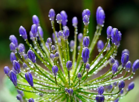 An agapanthus in bloom