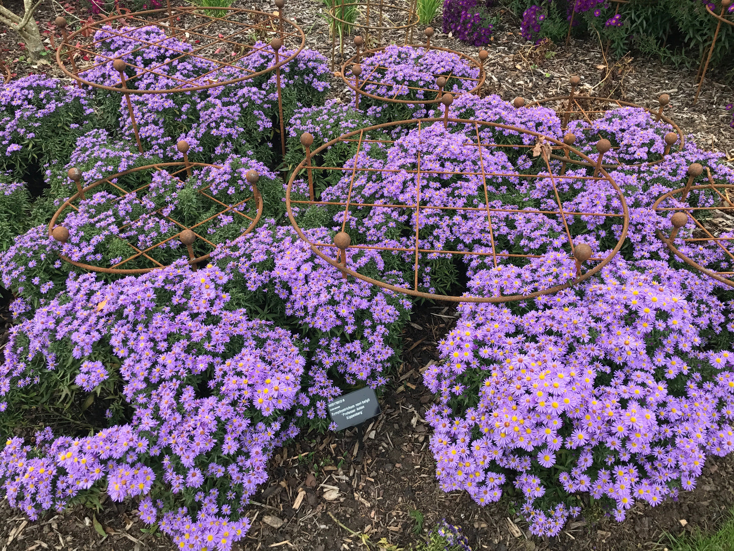 ring grid wisley