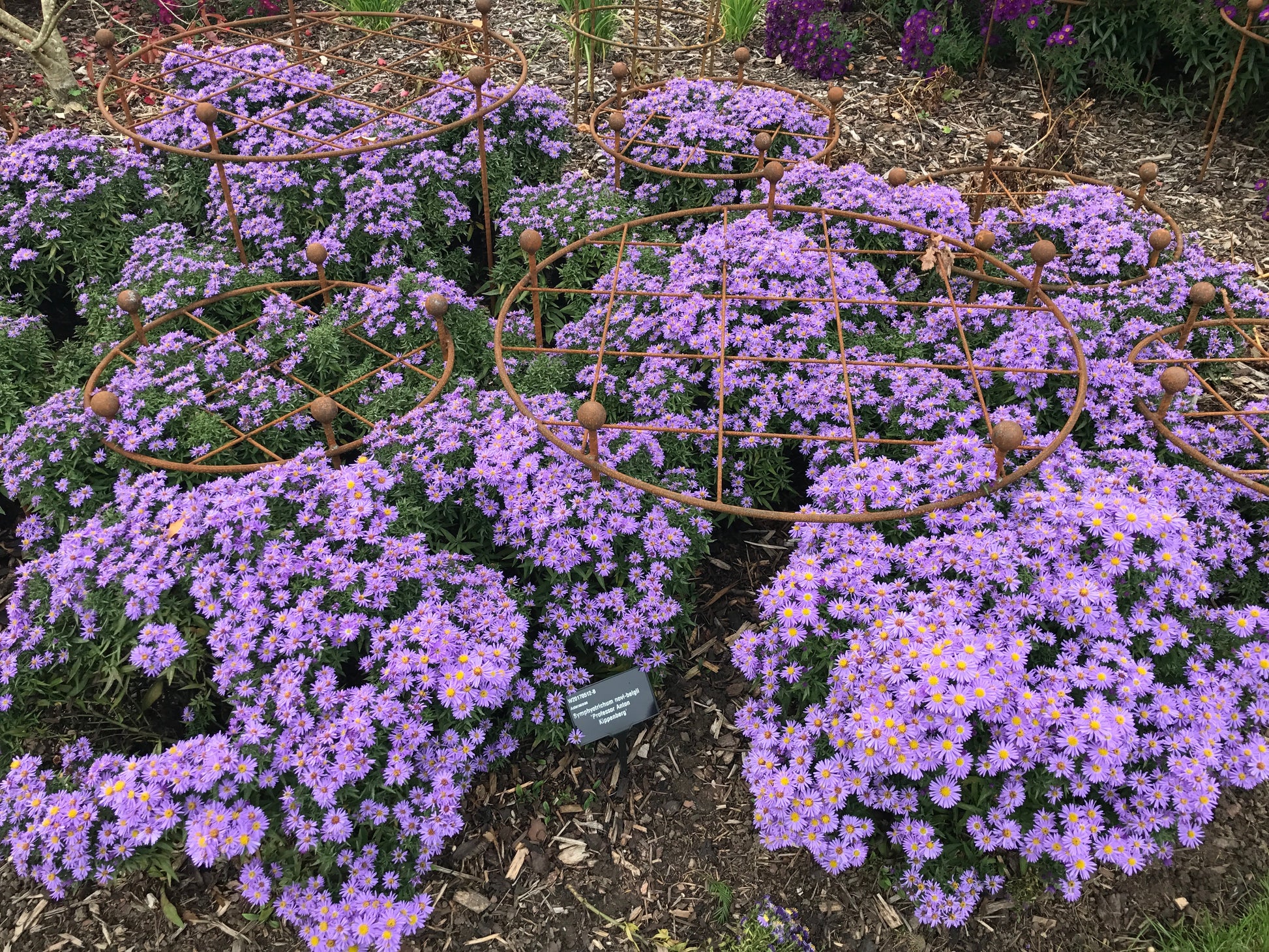ring grid wisley