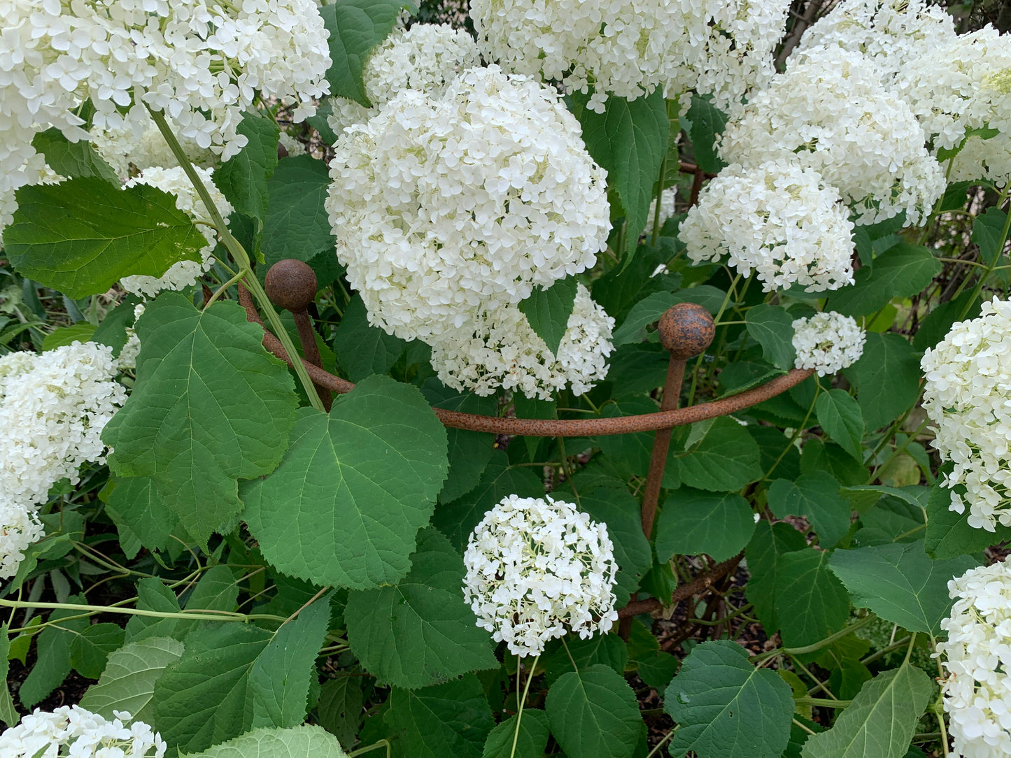 3 ring hydrangea