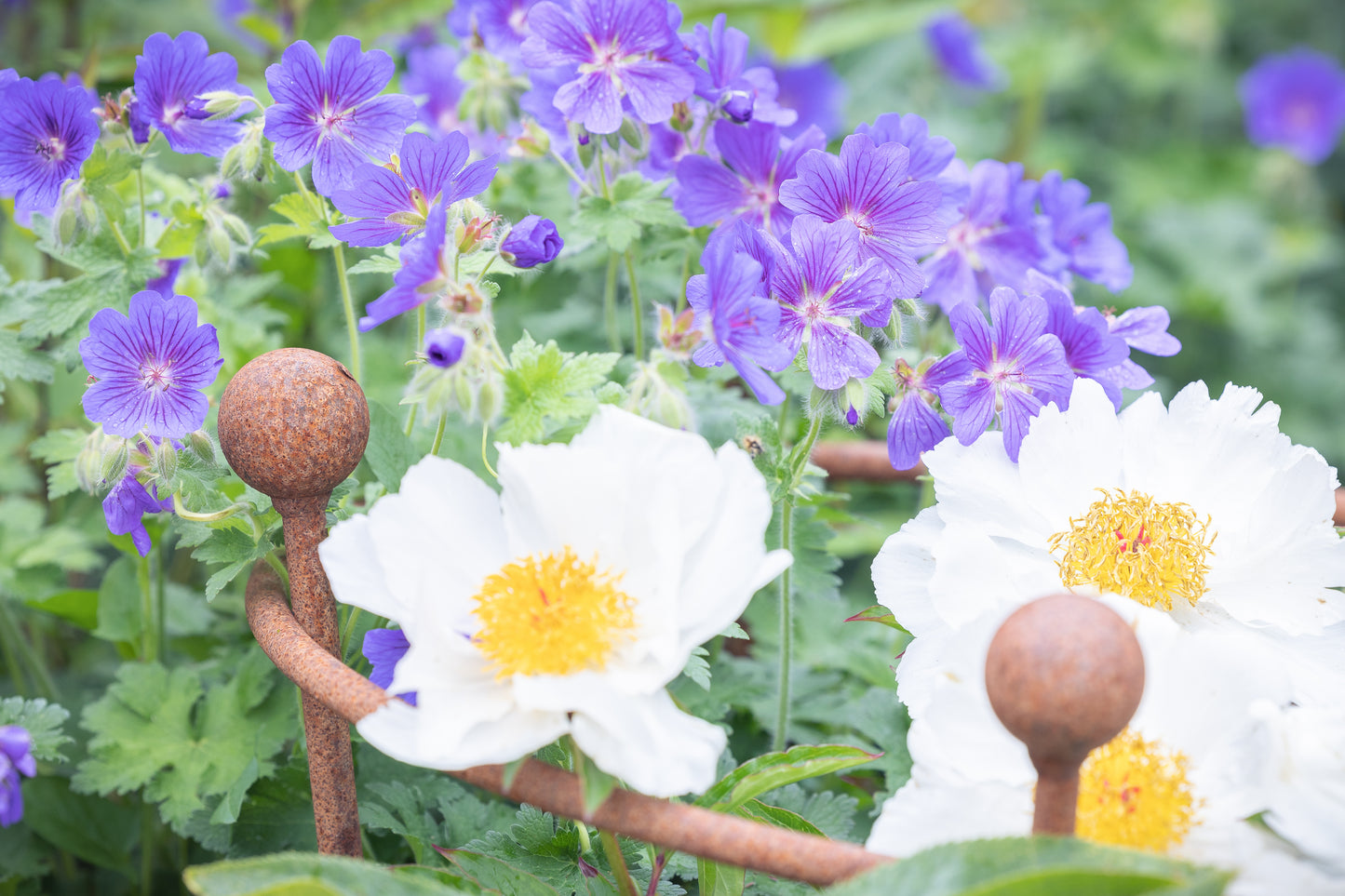 Peony support