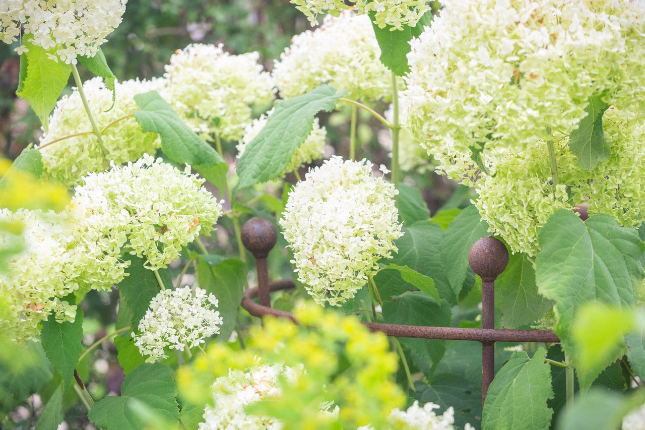 3 ring large hydrangea