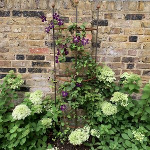 Clematis wall support