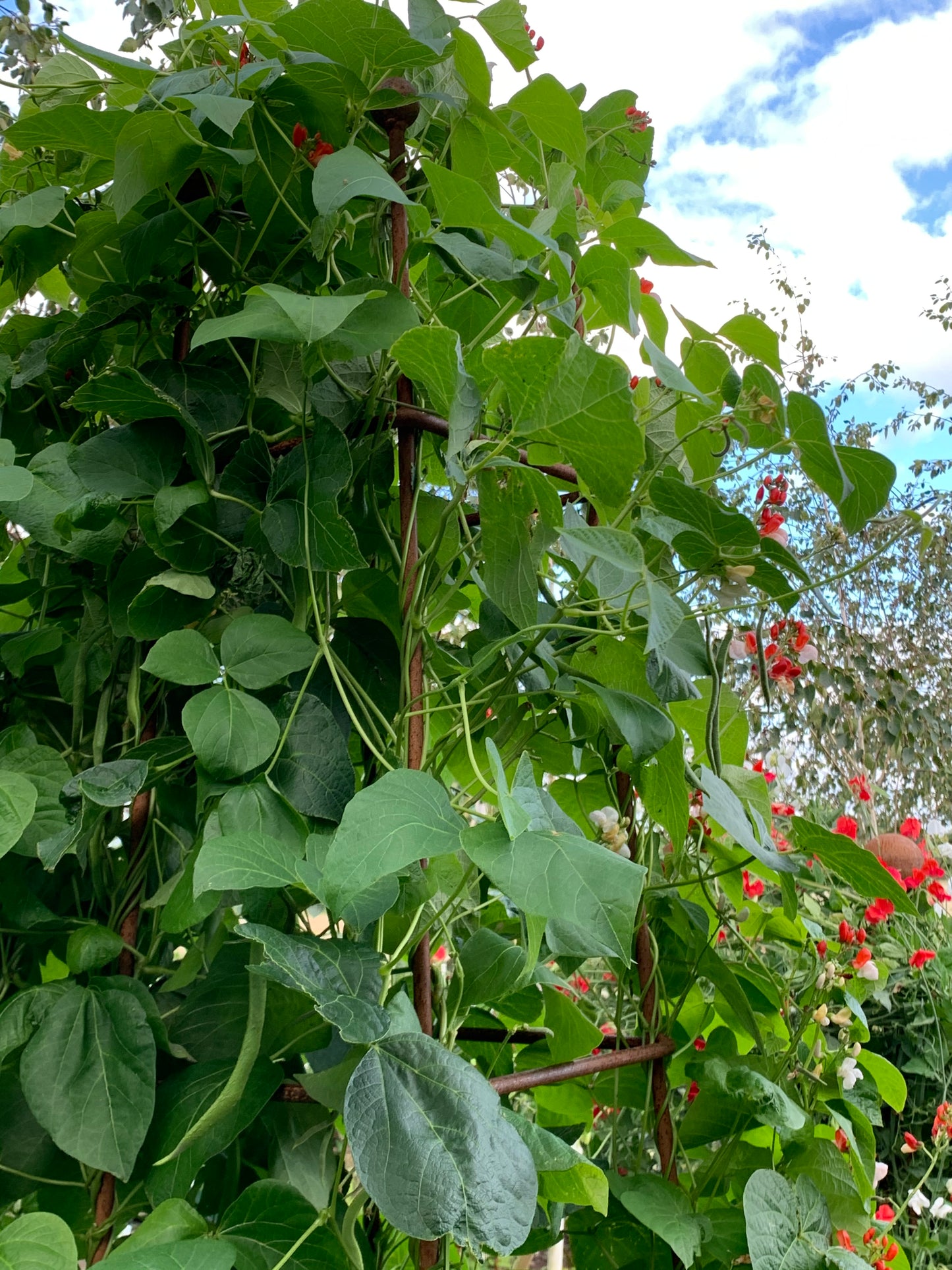 square obelisk with runner bean