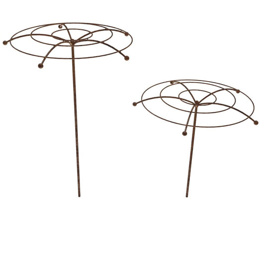 Wisteria umbrellas