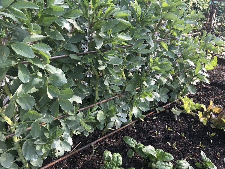 Broad bean stepover
