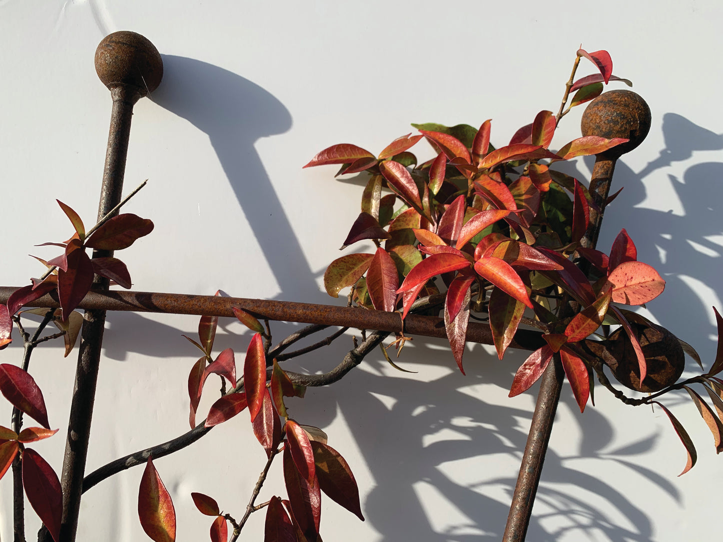 Fan trellis