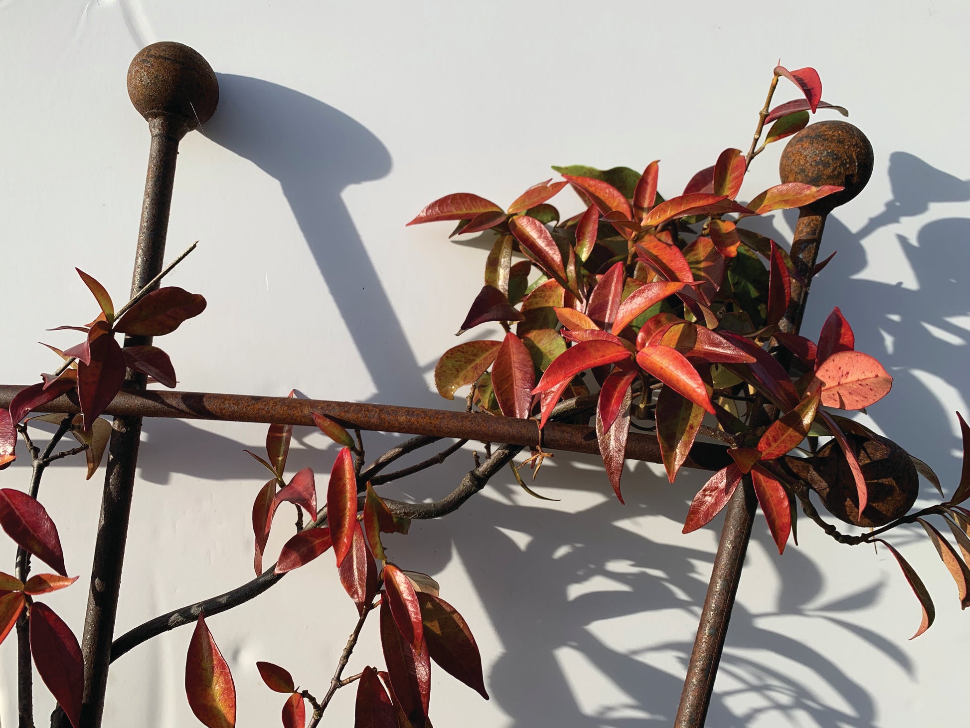 Fan trellis
