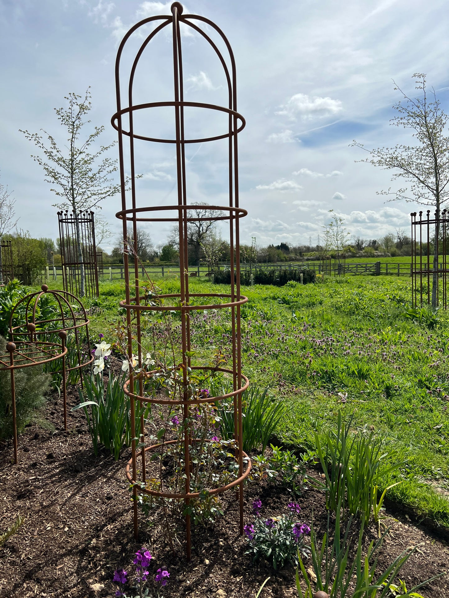 clematis rose cage