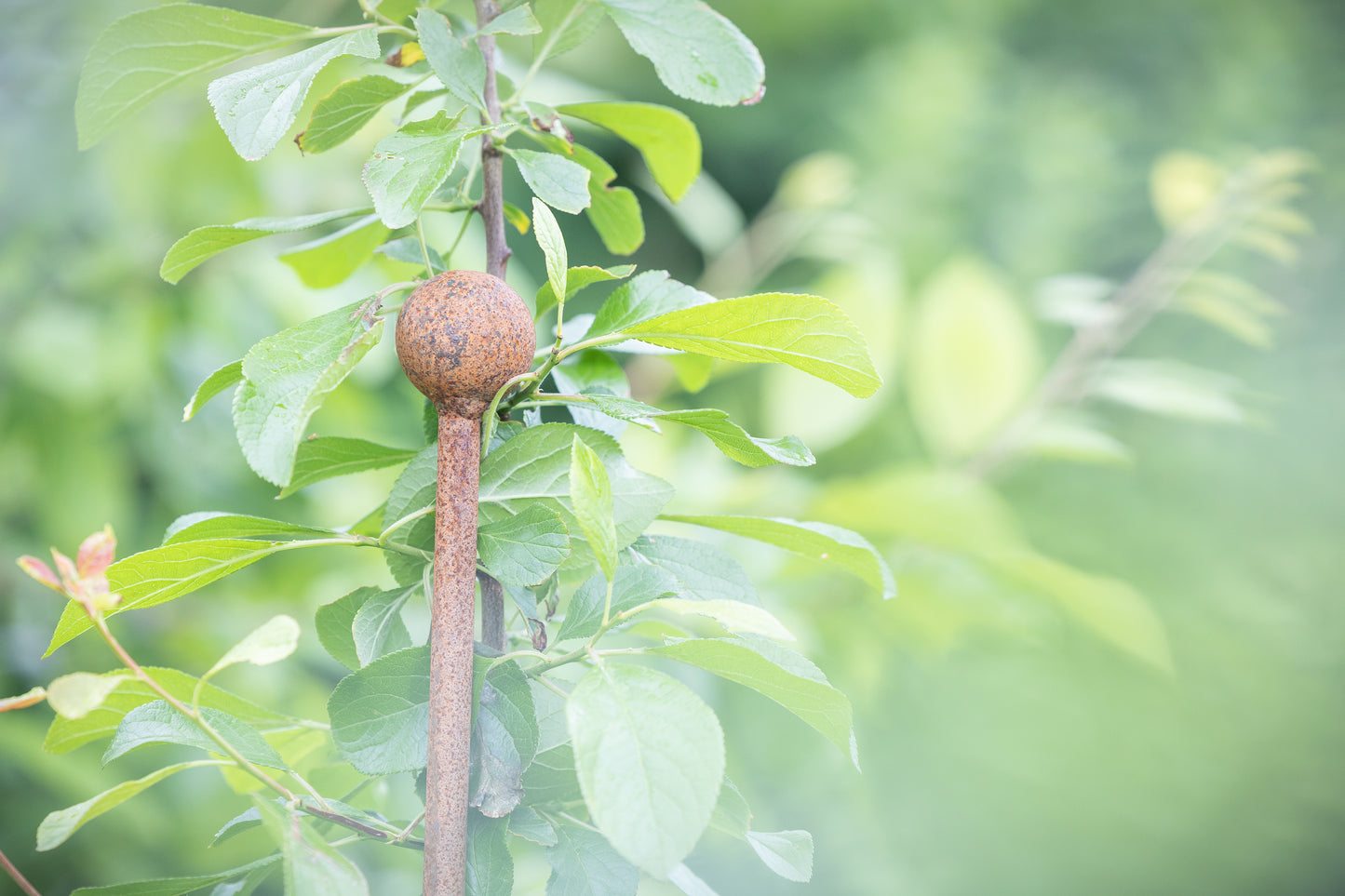 Stakes tree