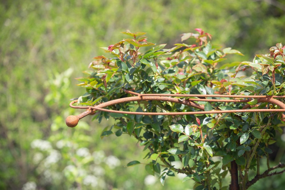 Rose umbrella