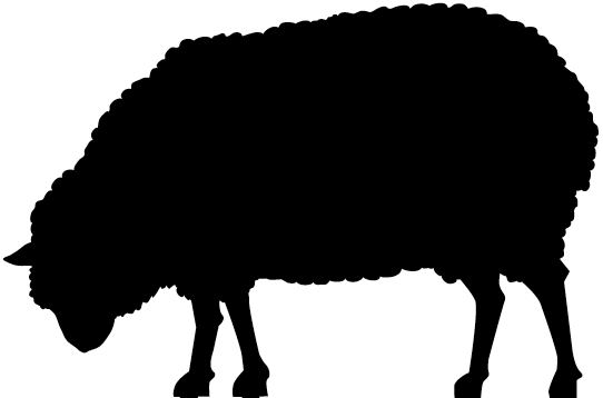 Sheep head down