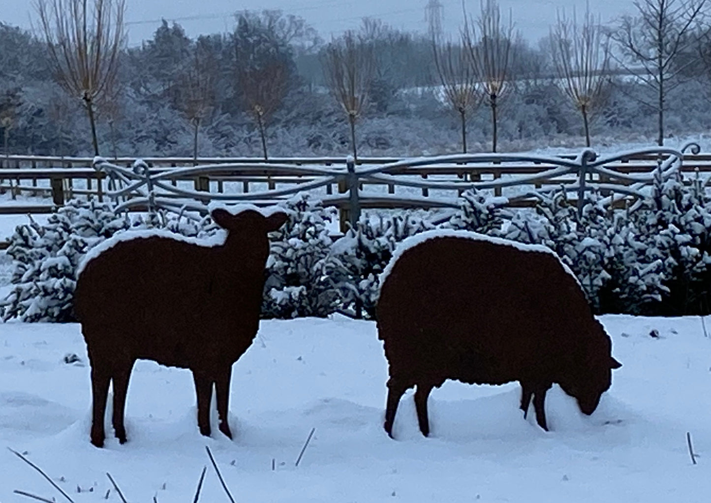 Sheep in snow
