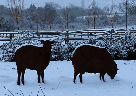 Sheep in snow