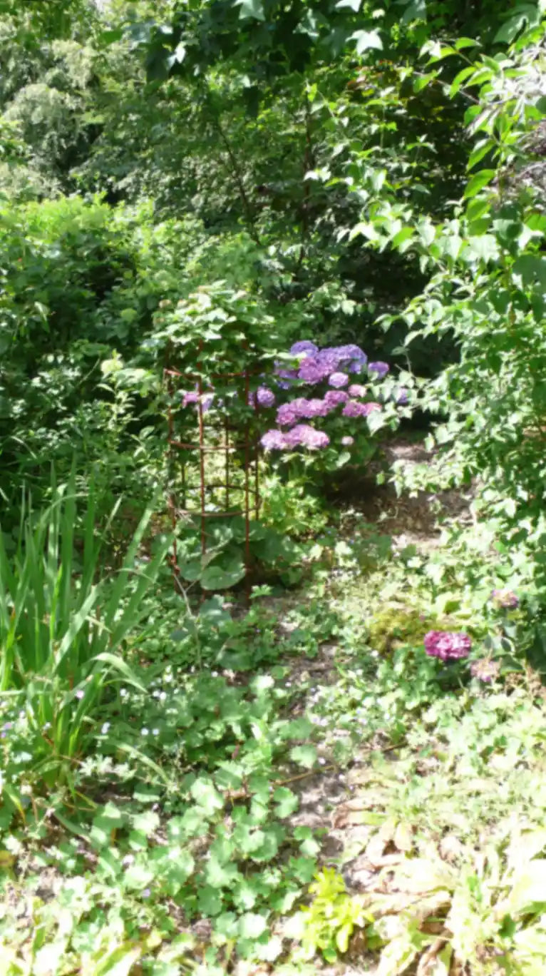 Clematis & Rose Cages