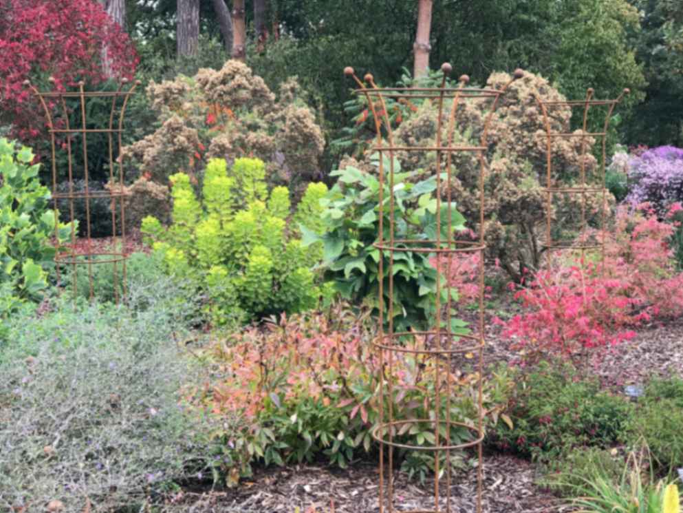 clematis roseobelis tall