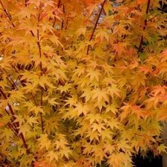5 of the best… small trees for autumn colour