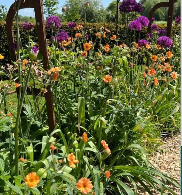 Alliums and Geum ‘Totally Tangerine’ make a striking combination in the Espalier Border