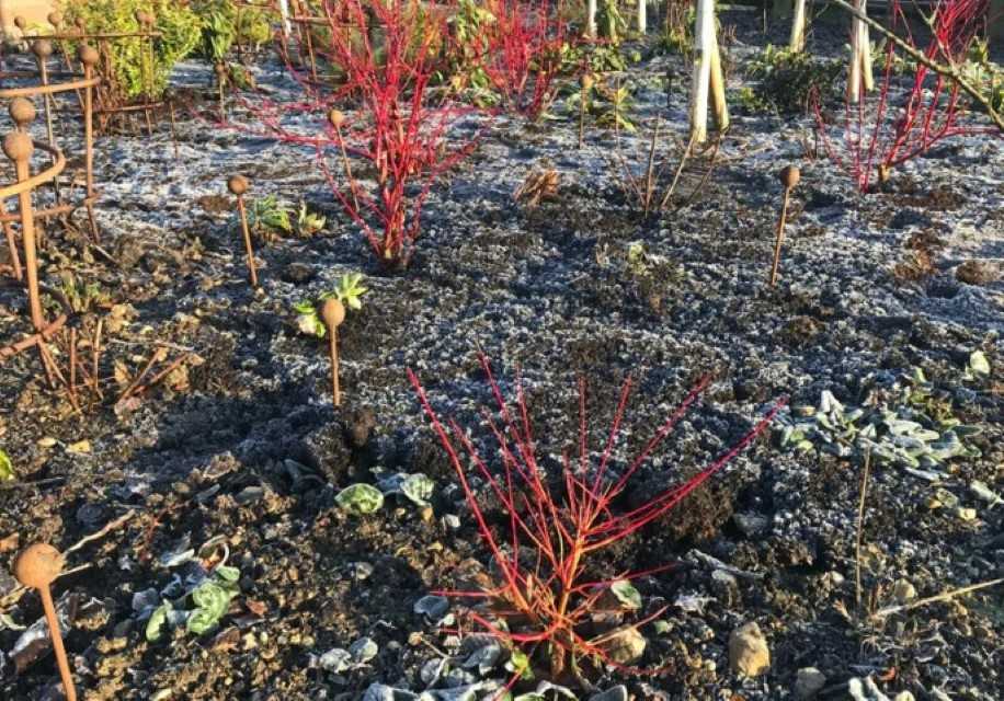 Cornus Alba ‘Sibirica’