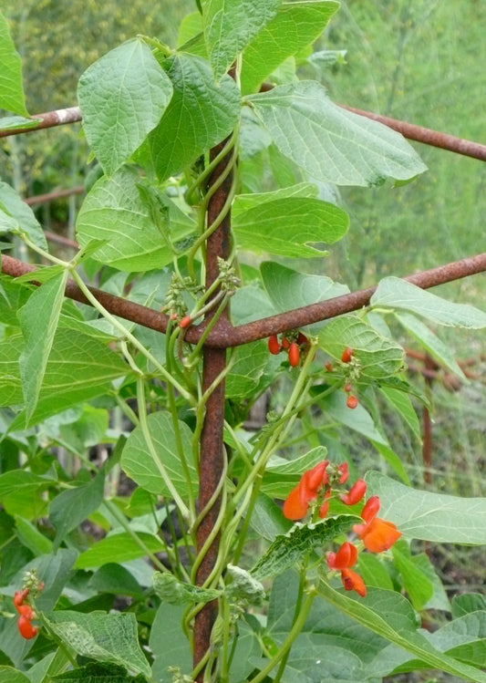 When to Plant Runner Beans - The Ultimate Guide