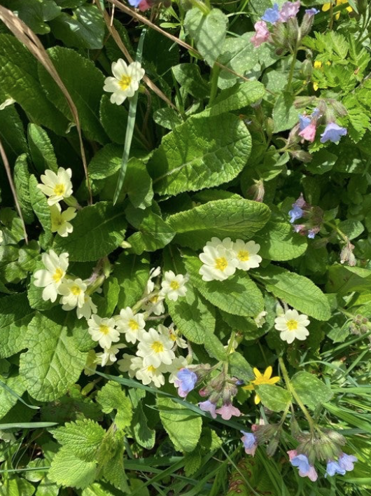 Pale wild primroses 