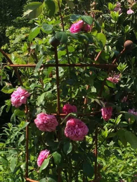 Rosa gertrude jekyll