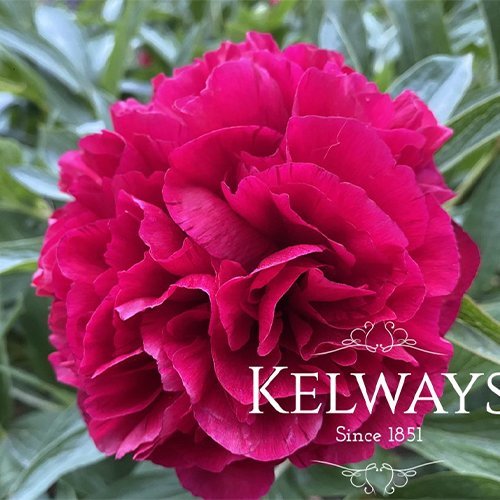 Now is the time to plant peonies